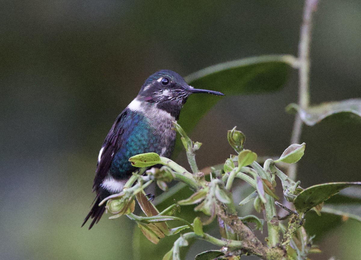 Gerdanlı Ormanyıldızı - ML646482159