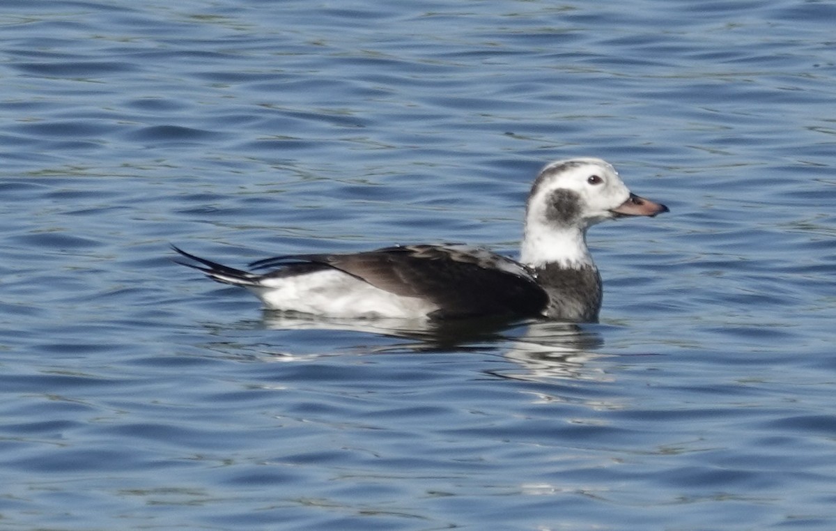 Long-tailed Duck - ML646482160