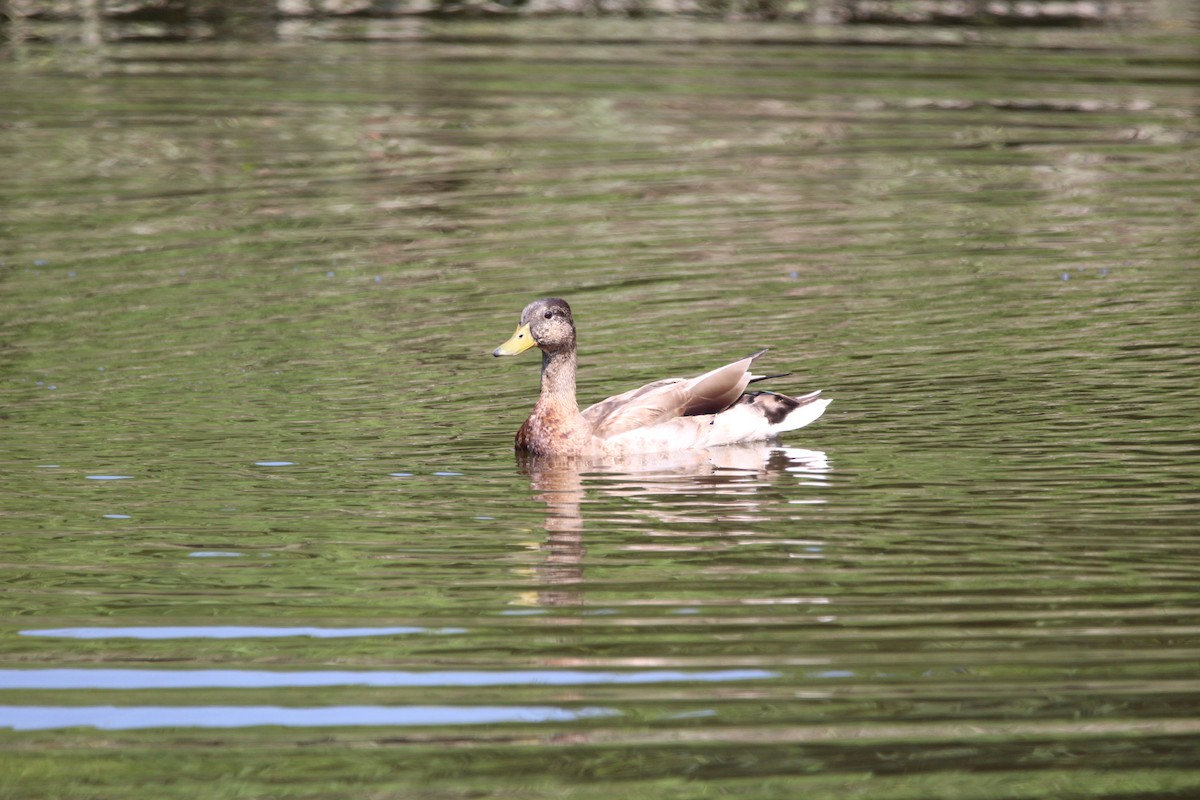 Mallard - ML646482161