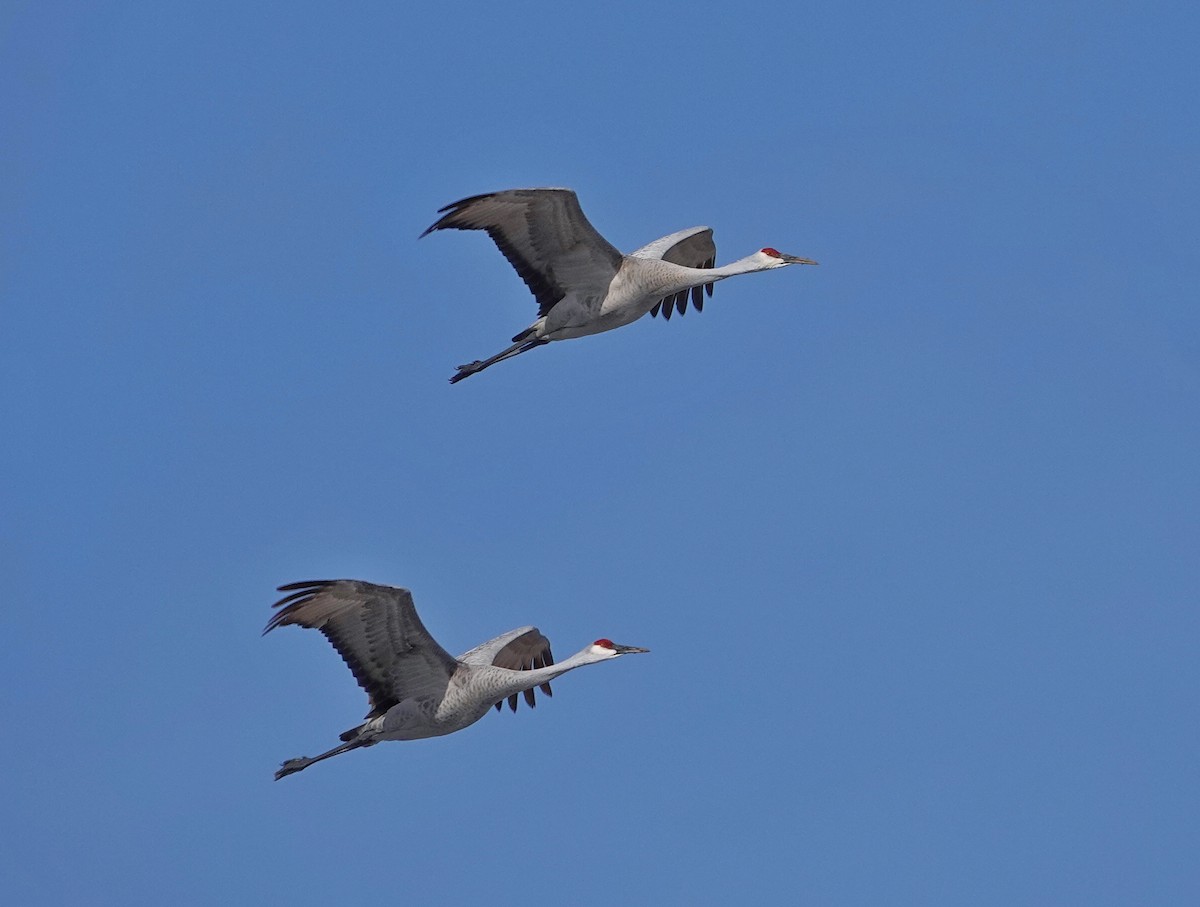 Sandhill Crane - ML646482162
