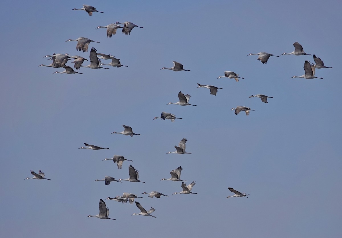Sandhill Crane - ML646482163