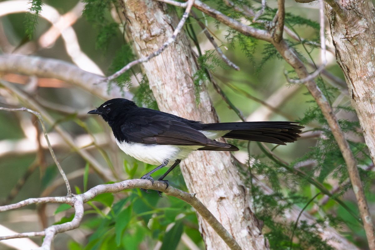 Willie-wagtail - ML646482164