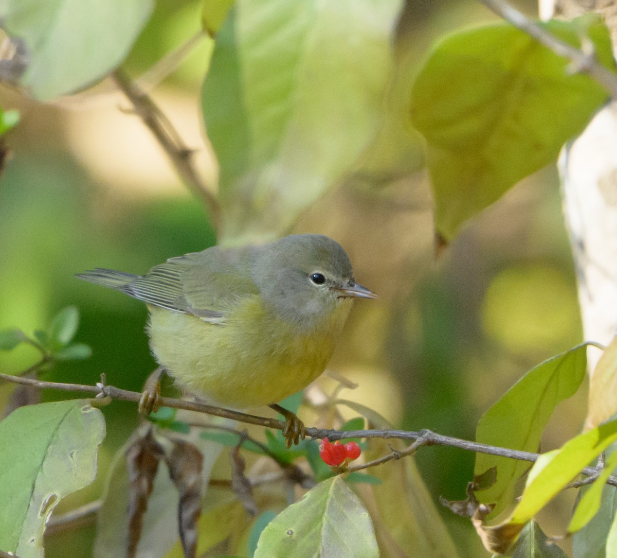 Orange-crowned Warbler - ML646482166