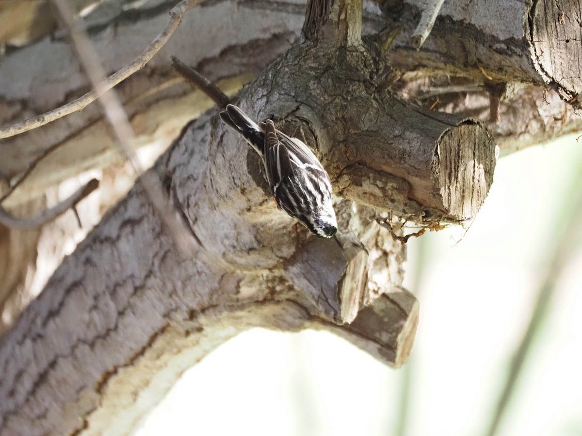 Kletterwaldsänger - ML646482174