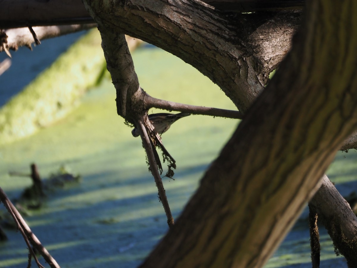 Kletterwaldsänger - ML646482175