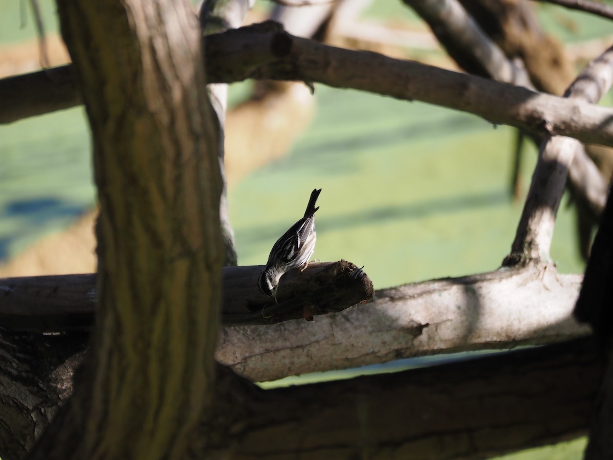 Kletterwaldsänger - ML646482176