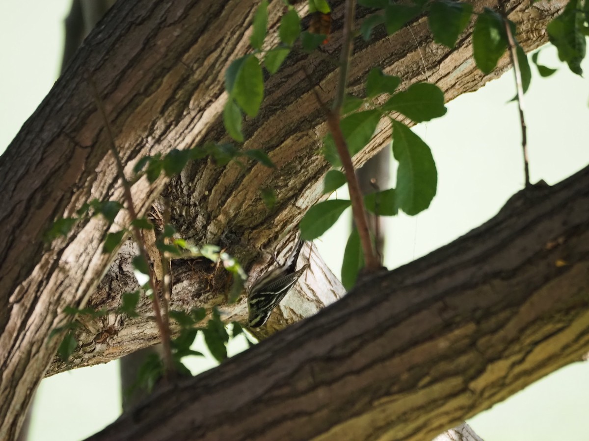 Kletterwaldsänger - ML646482177