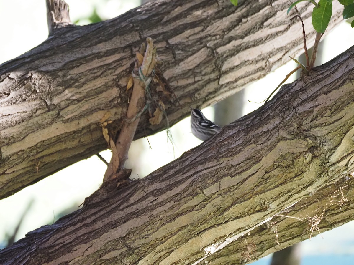 Kletterwaldsänger - ML646482178