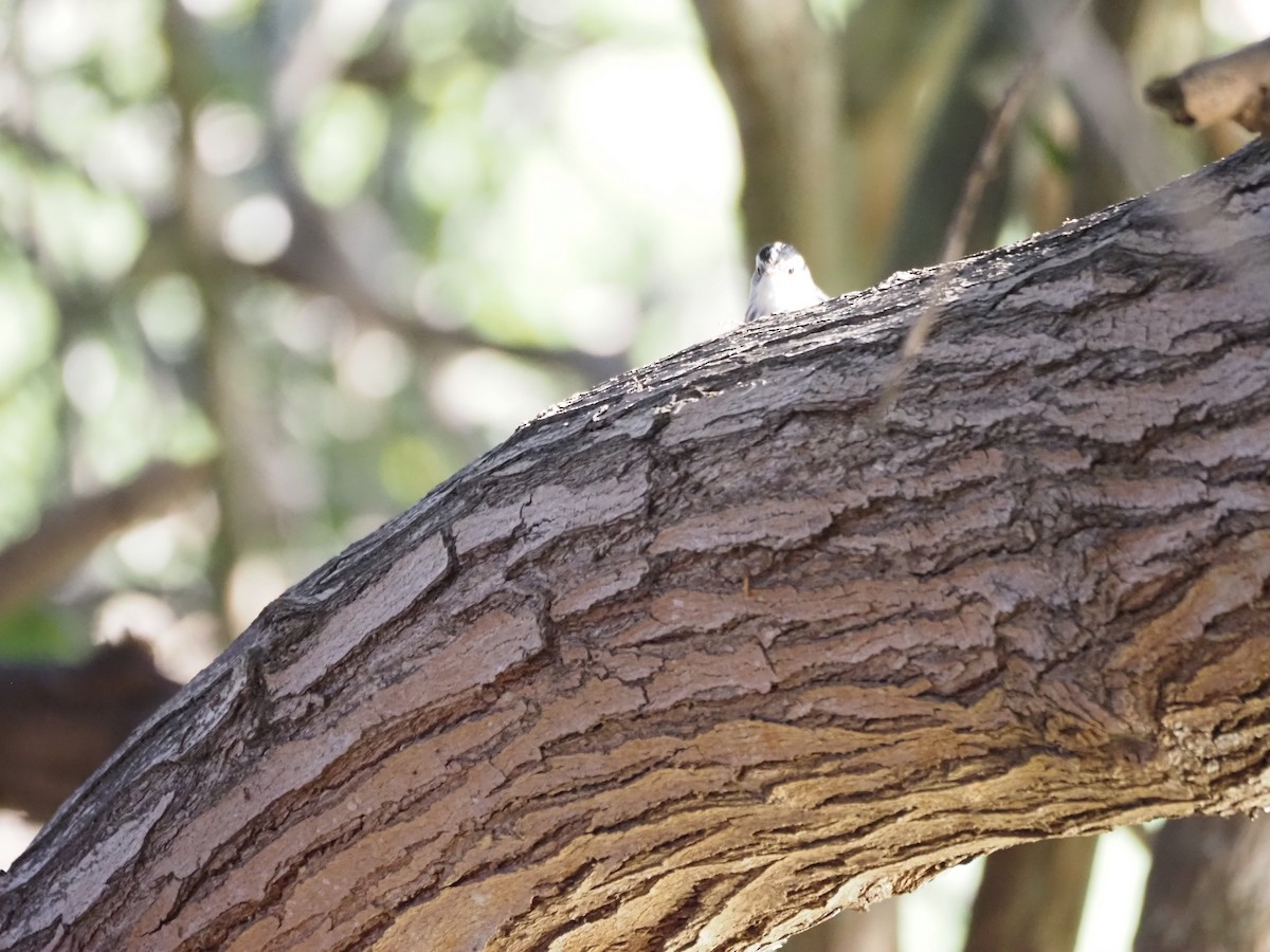 Kletterwaldsänger - ML646482179