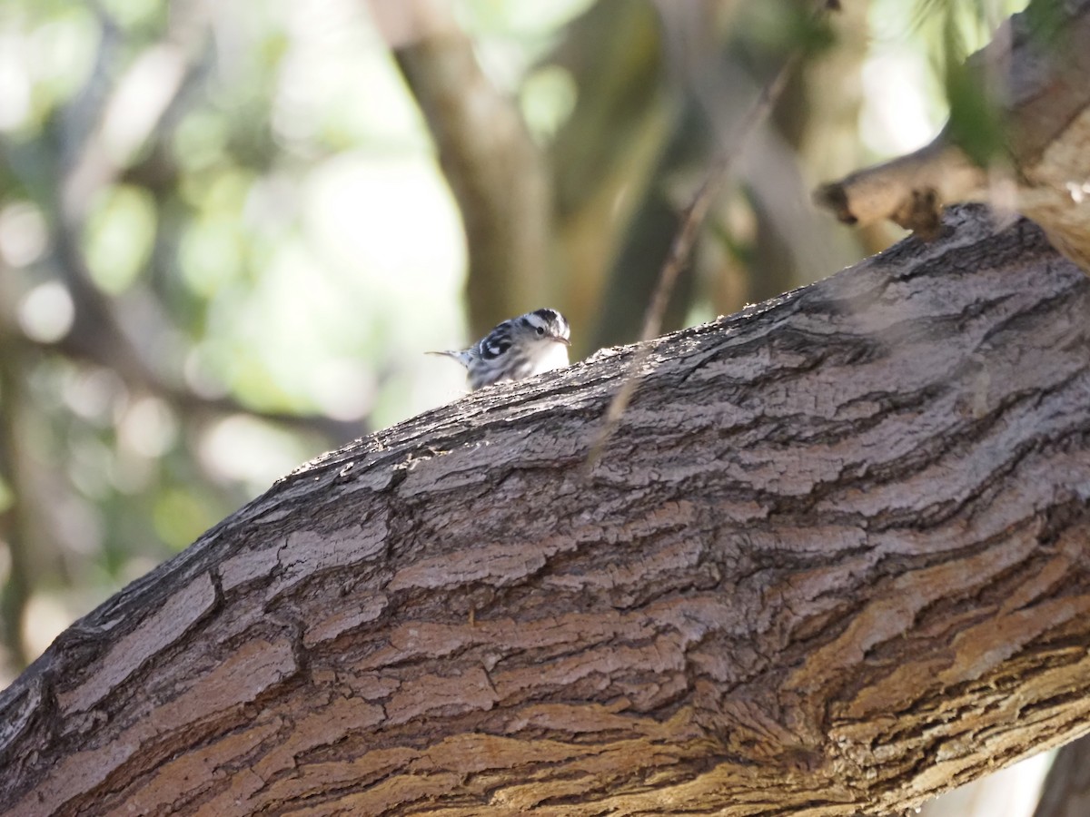 Kletterwaldsänger - ML646482180