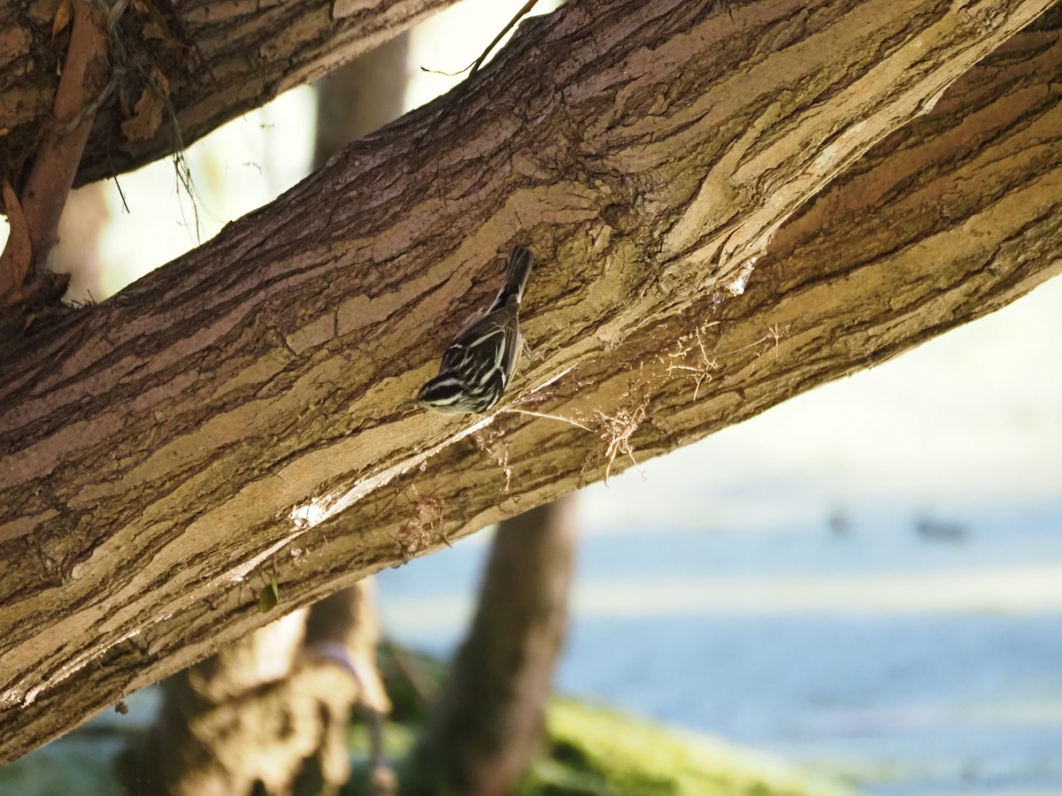 Kletterwaldsänger - ML646482182