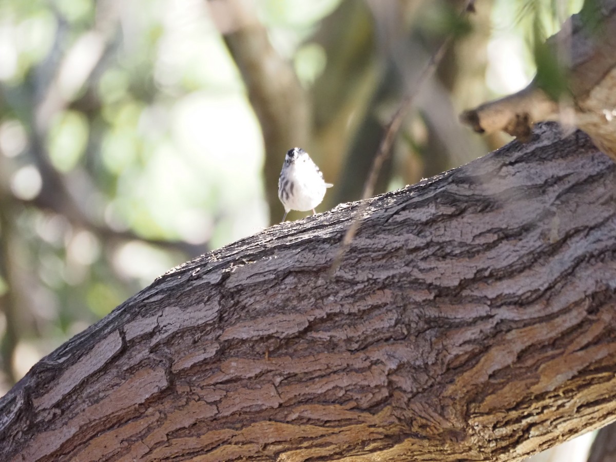 Kletterwaldsänger - ML646482183