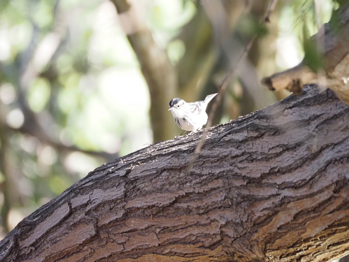 Kletterwaldsänger - ML646482184