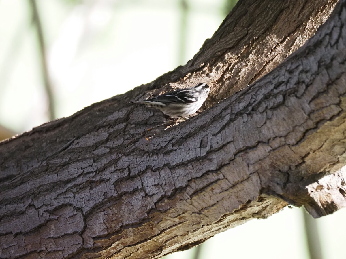 Kletterwaldsänger - ML646482185