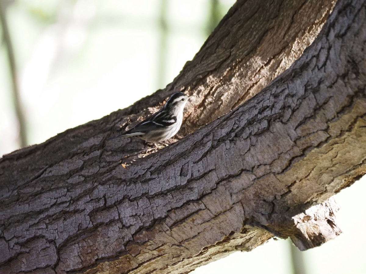 Kletterwaldsänger - ML646482186