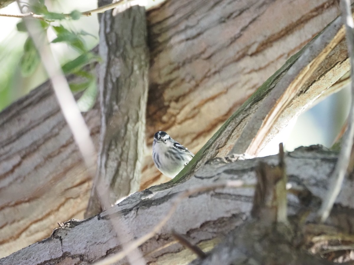 Kletterwaldsänger - ML646482187