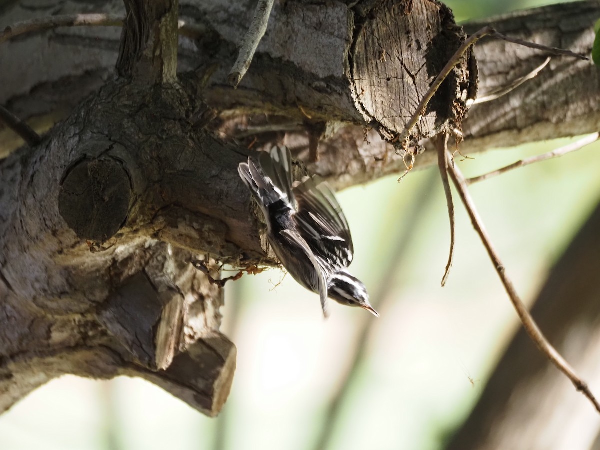 Kletterwaldsänger - ML646482188