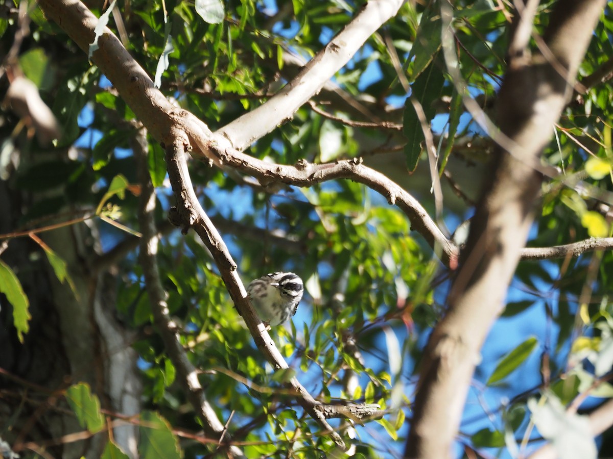 Kletterwaldsänger - ML646482189