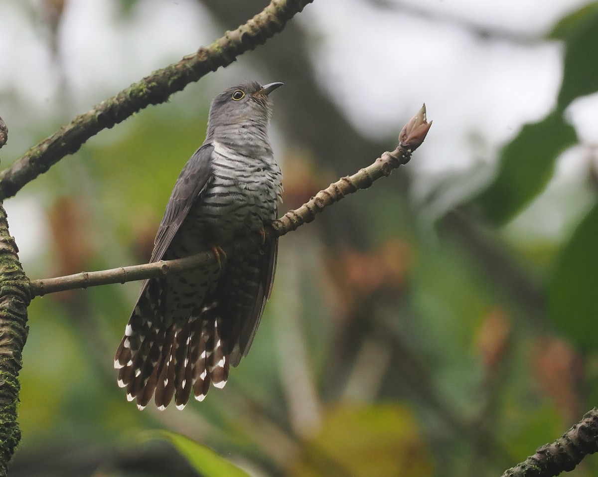 Gackelkuckuck - ML646482194