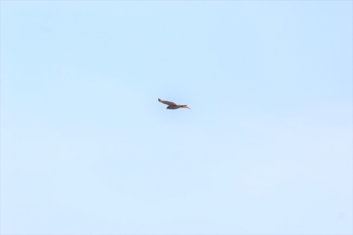 Red-shouldered Hawk - ML646482195