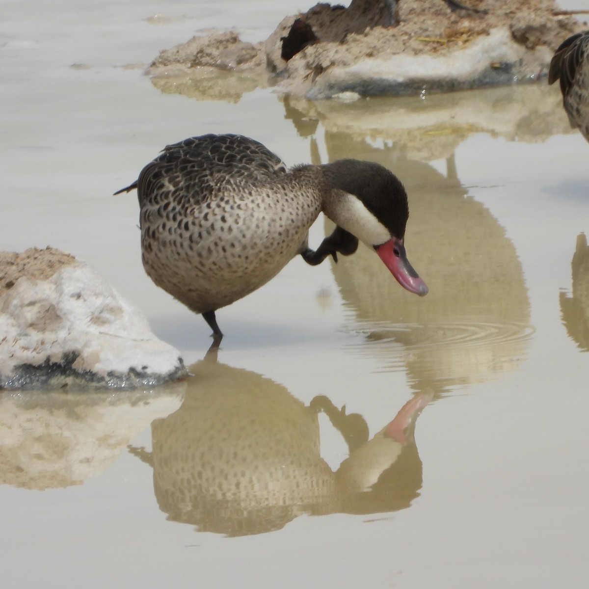 Red-billed Duck - ML646482196