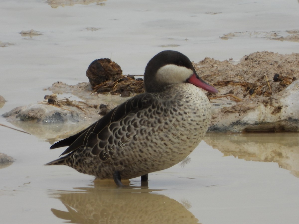 Red-billed Duck - ML646482197