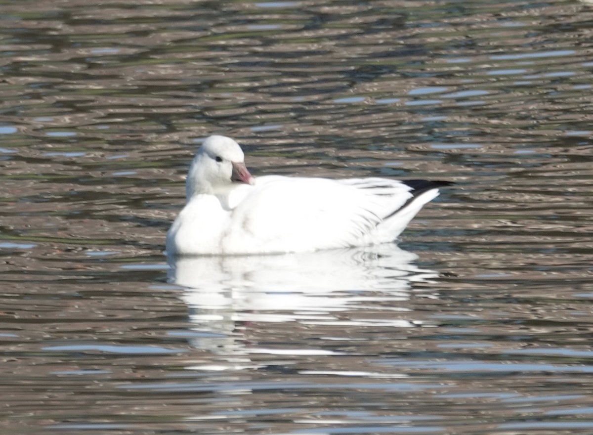 Ross's Goose - ML646482204