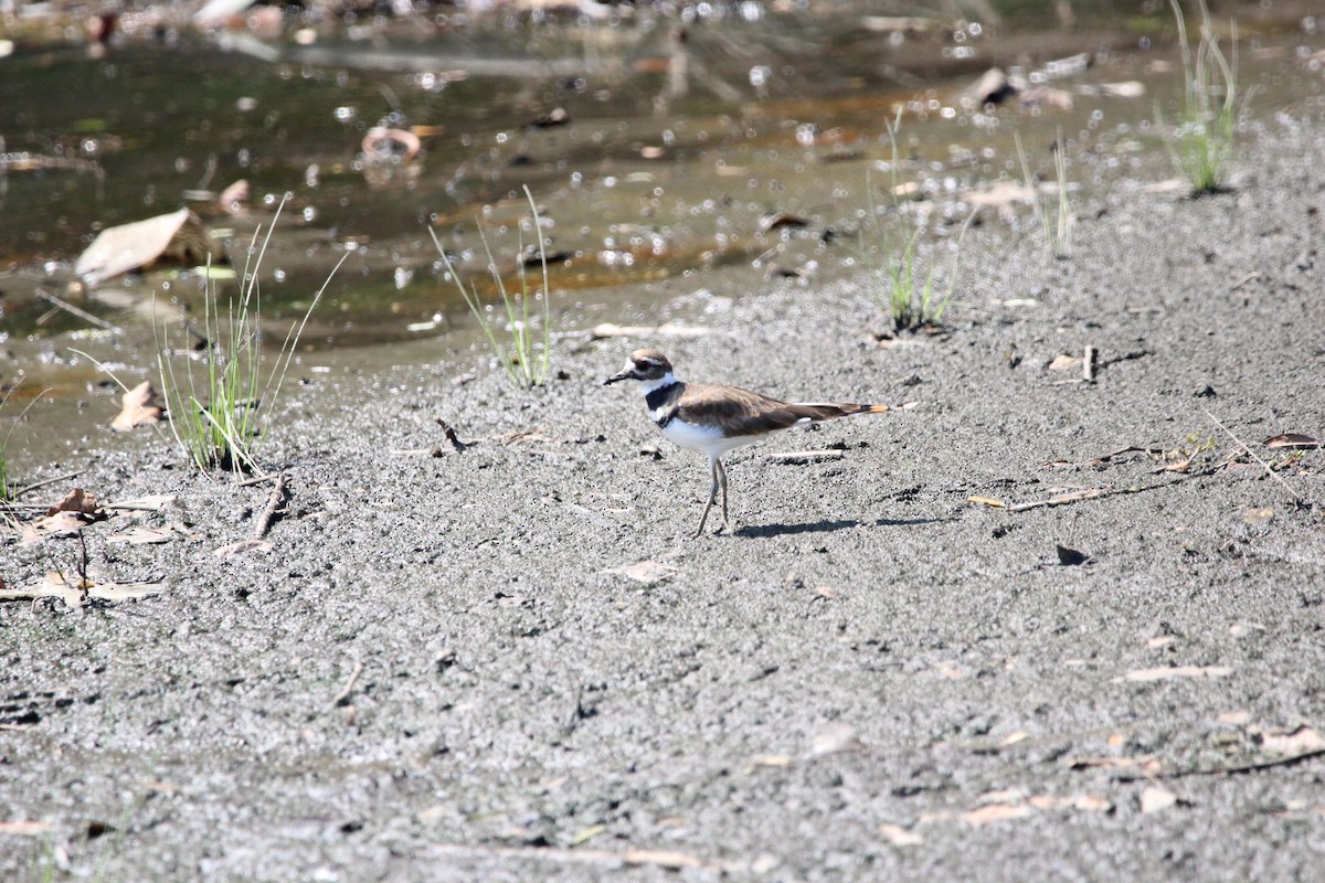 Killdeer - ML646482207