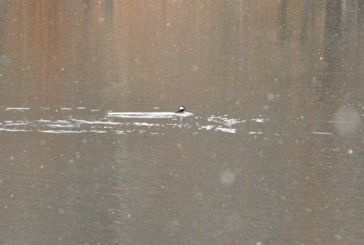 Hooded Merganser - ML646482209