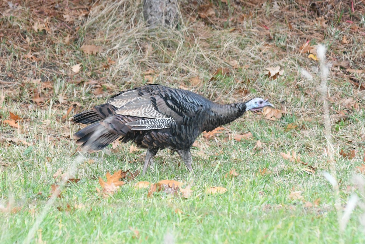 Guajolote Gallipavo - ML646482211