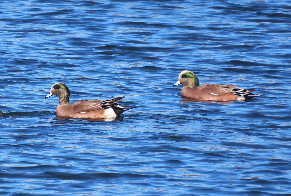 アメリカヒドリ - ML646482212