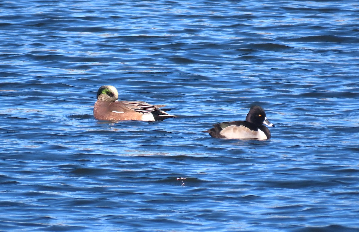 アメリカヒドリ - ML646482213