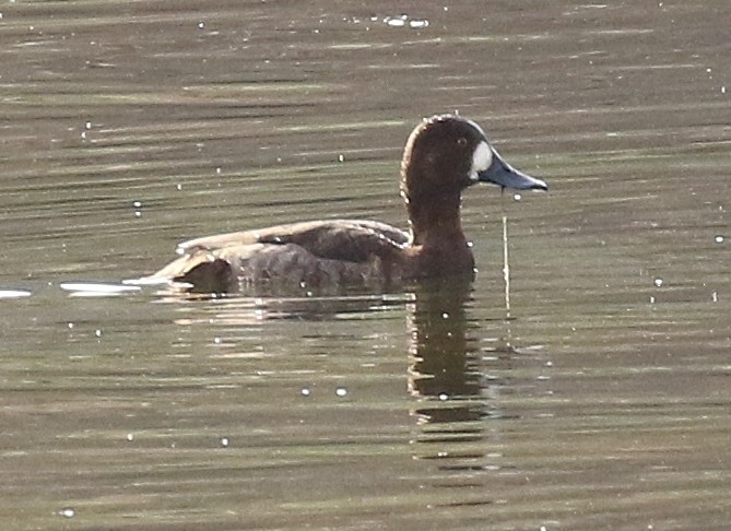 צולל ימי - ML646482214