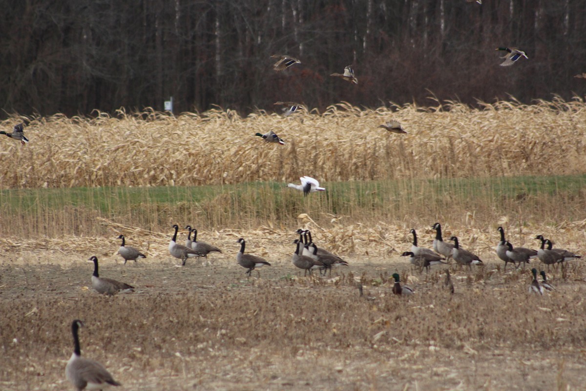 Ross's Goose - ML646482218