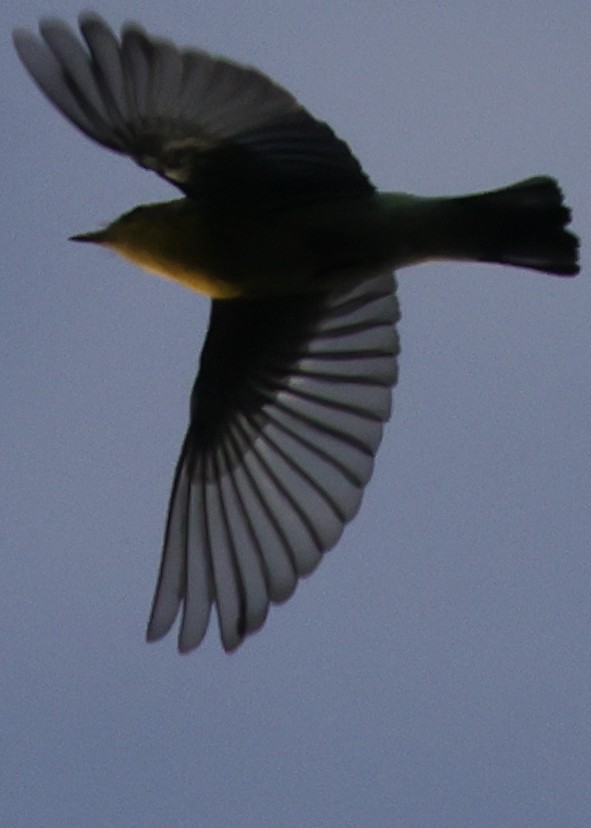 Reinita Gorjinaranja - ML646482219