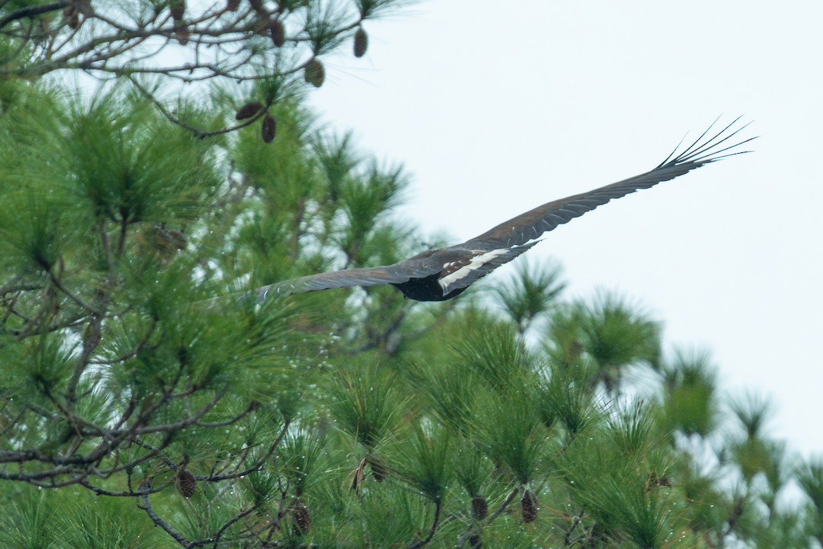 イヌワシ - ML646482220