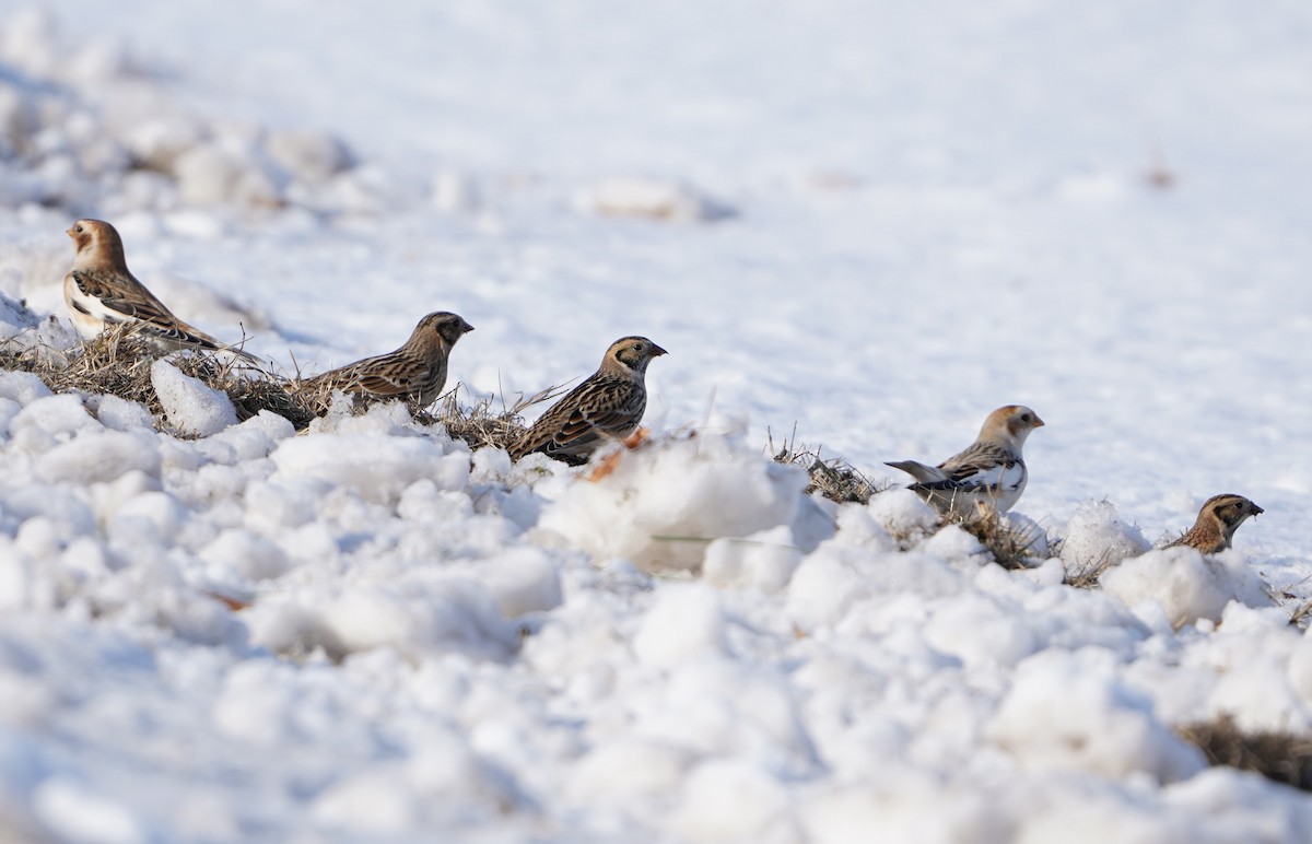 鐵爪鵐 - ML646482222