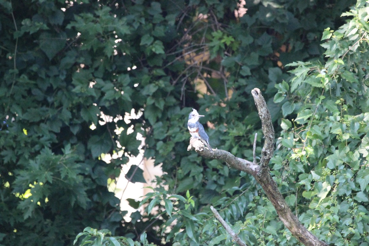 Belted Kingfisher - ML646482225