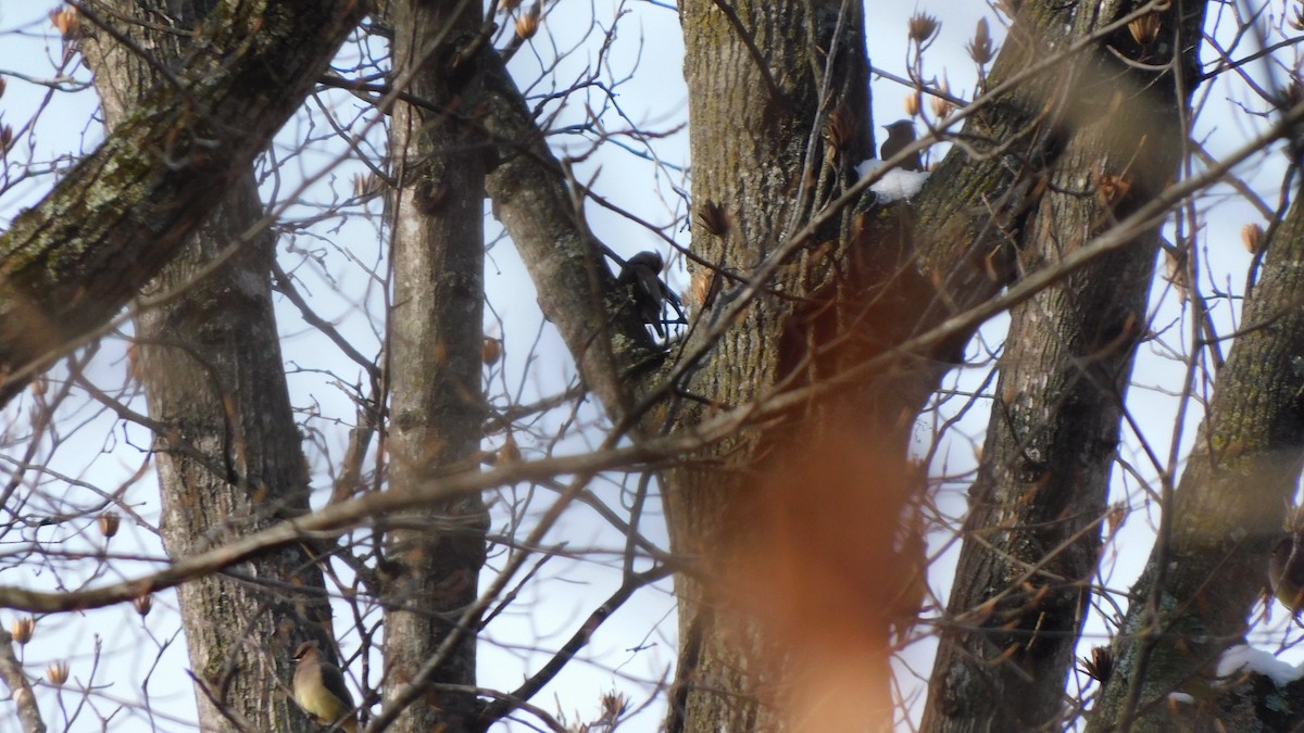 Ampelis Americano - ML646482227