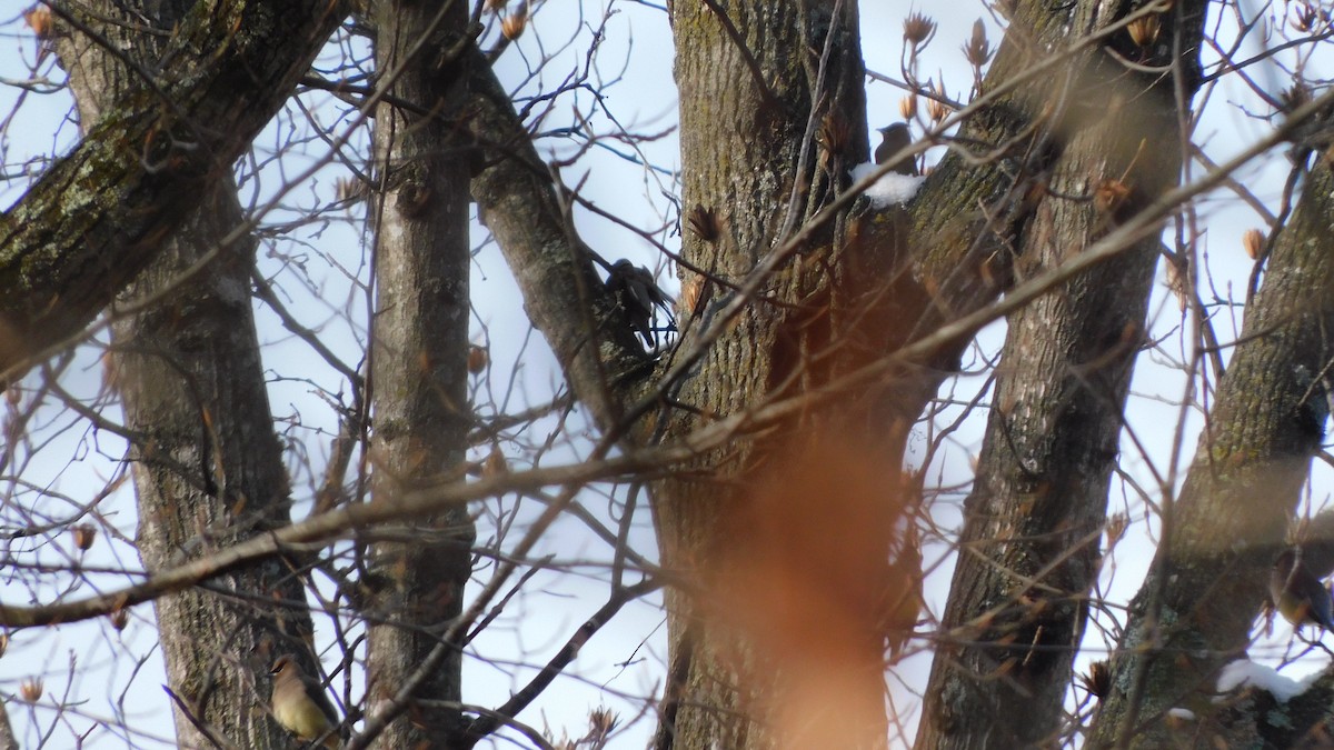 Ampelis Americano - ML646482228