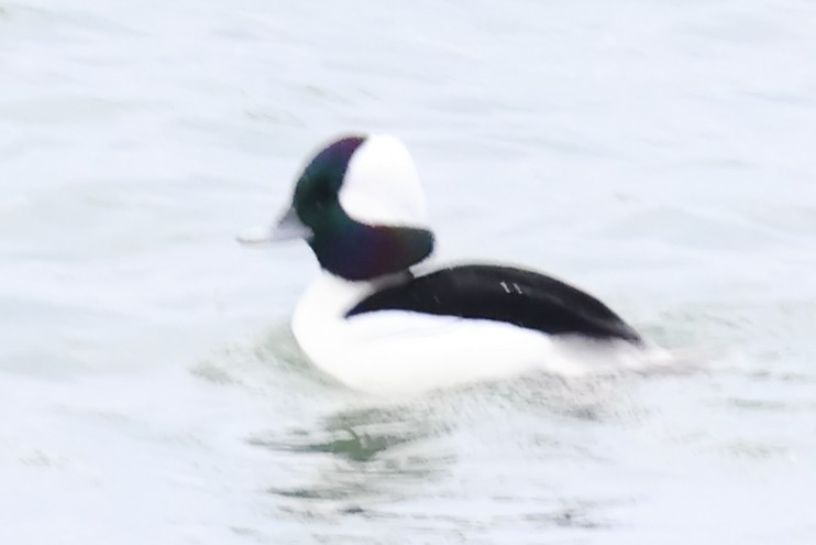 Porrón Albeola - ML646482232