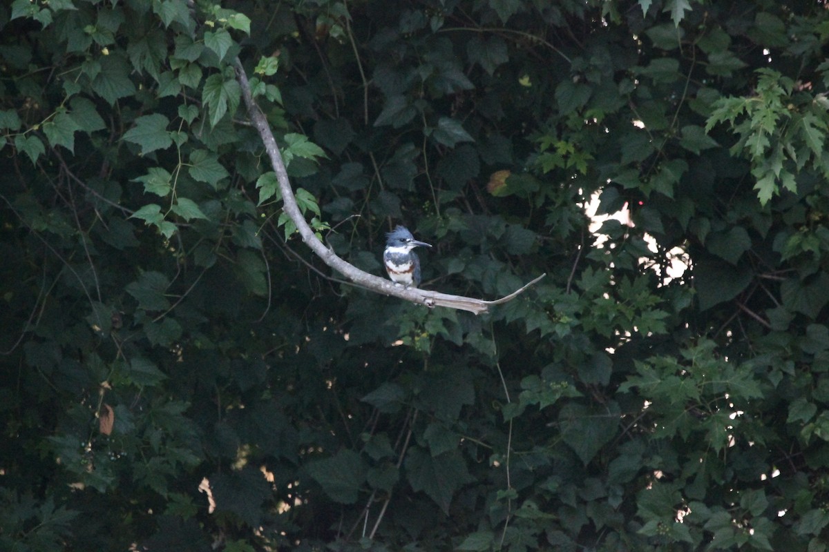 Martín Gigante Norteamericano - ML646482233