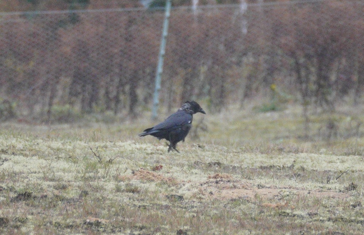 Grajilla Occidental - ML646482235