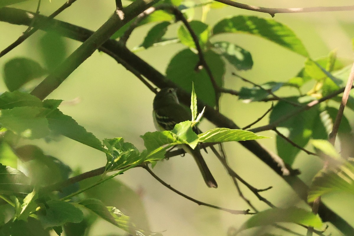 Mosquerito de Sclater - ML646482239