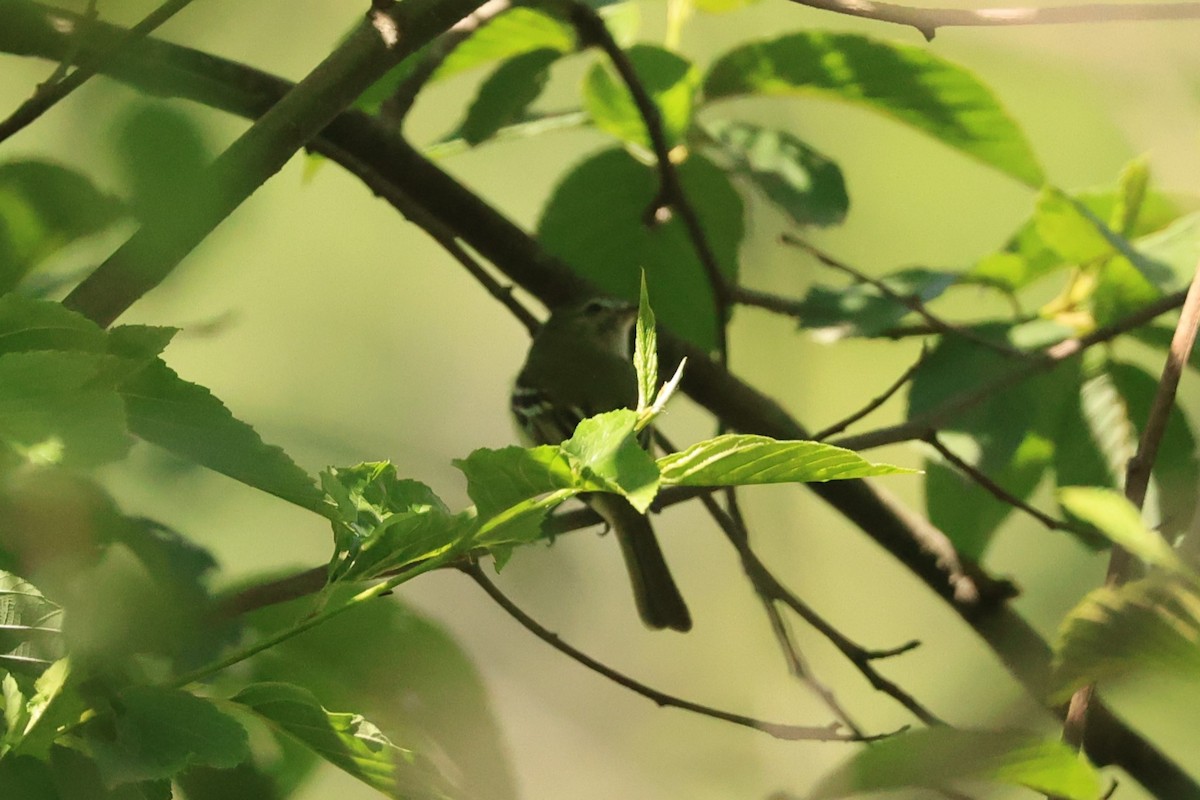 Mosquerito de Sclater - ML646482240