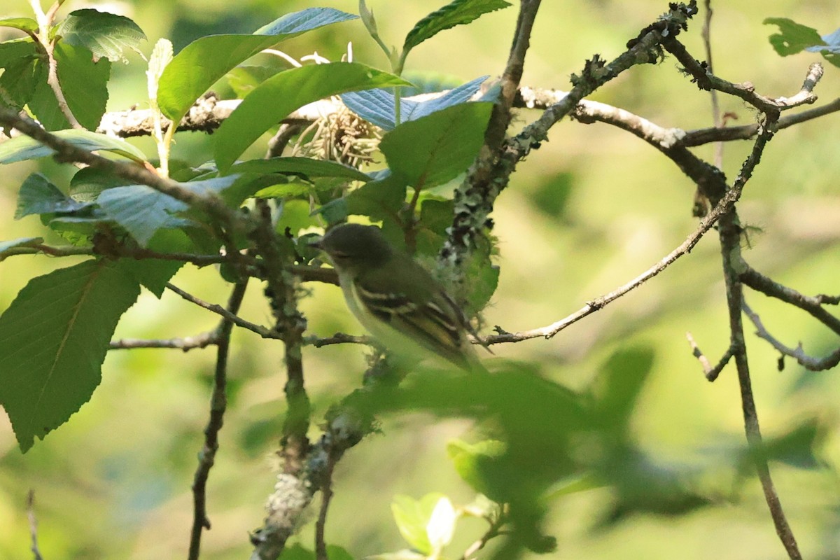 Mosquerito de Sclater - ML646482241