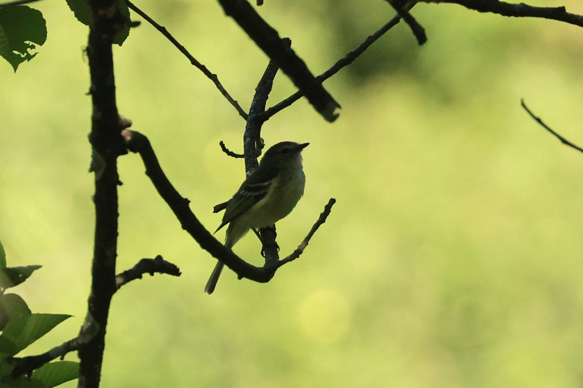 Mosquerito de Sclater - ML646482242