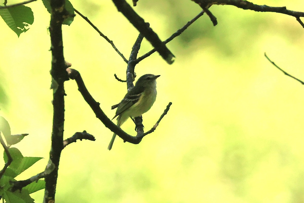 Mosquerito de Sclater - ML646482243