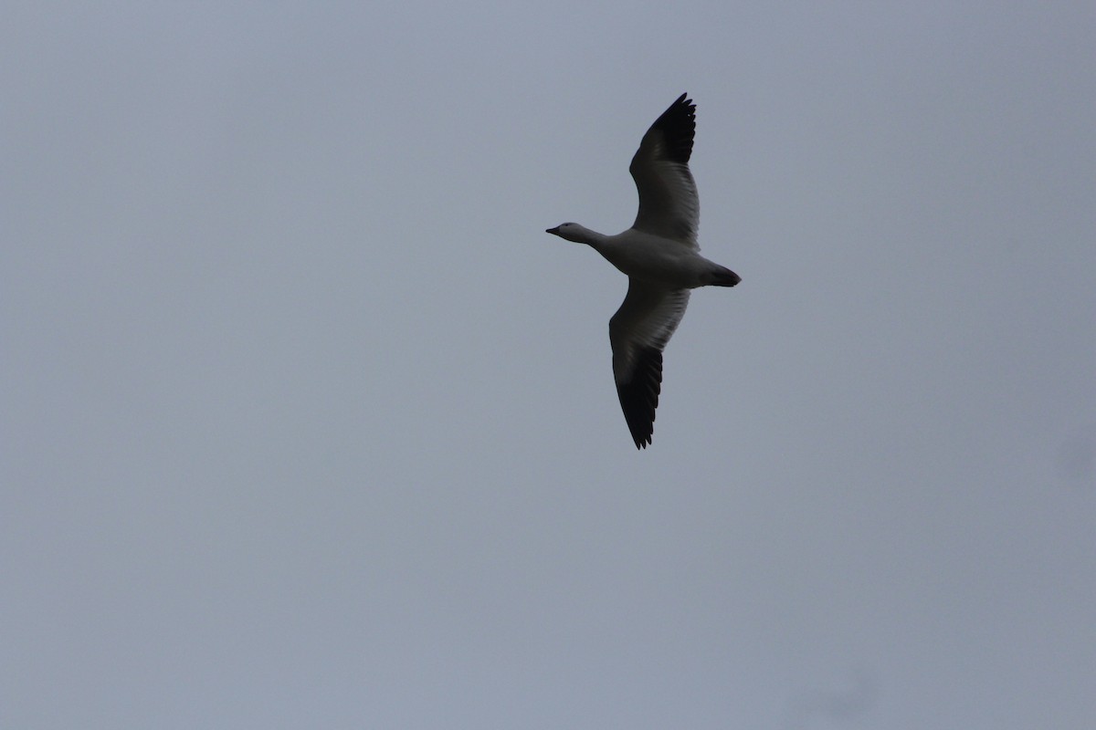 Ross's Goose - ML646482244