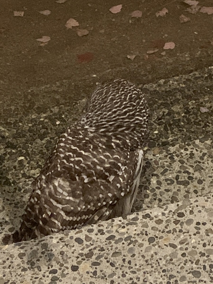 Cárabo Norteamericano - ML646482245